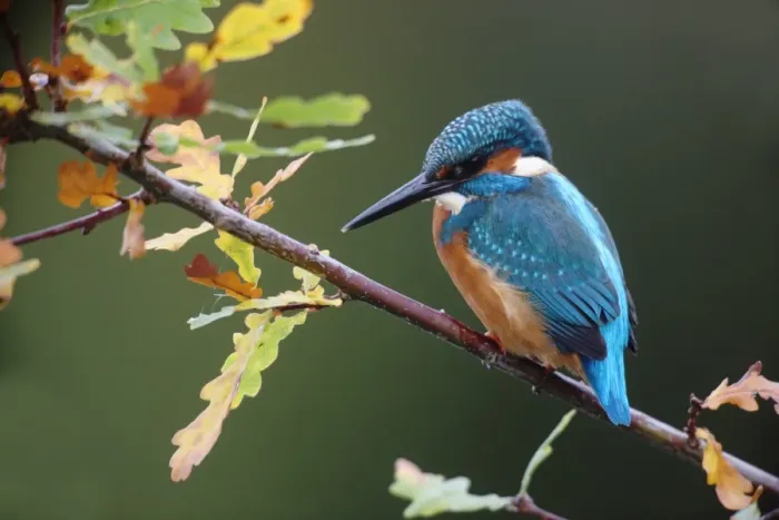 Framed Print : Common Kingfisher (Alcedo atthis) adult, perched on oak twig with autumn coloured leaves, Worcestershire, England, october
