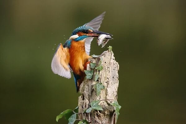 Common Kingfisher (Alcedo atthis) adult, with fish in beak, landing on post with ivy, Worcestershire, England, october