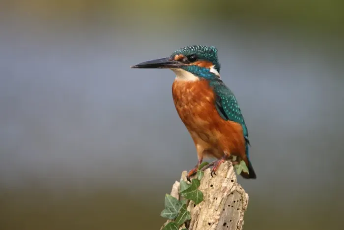 Framed Print : Common Kingfisher (Alcedo atthis) adult, perched on post with ivy, Worcestershire, England, october