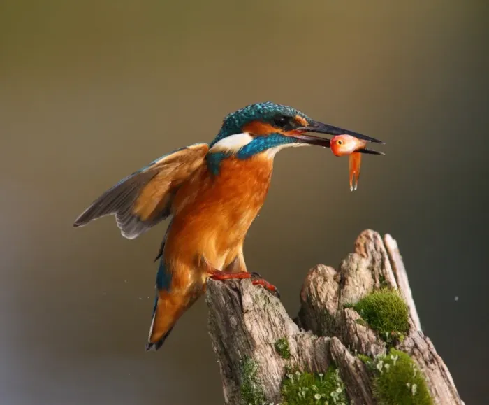 Framed Print : Common Kingfisher (Alcedo atthis) adult, with goldfish in beak, landing on post, Worcestershire, England, october Framed Print : Common Kingfisher (Alcedo atthis) adult, with goldfish in beak, landing on post, Worcestershire, England, october