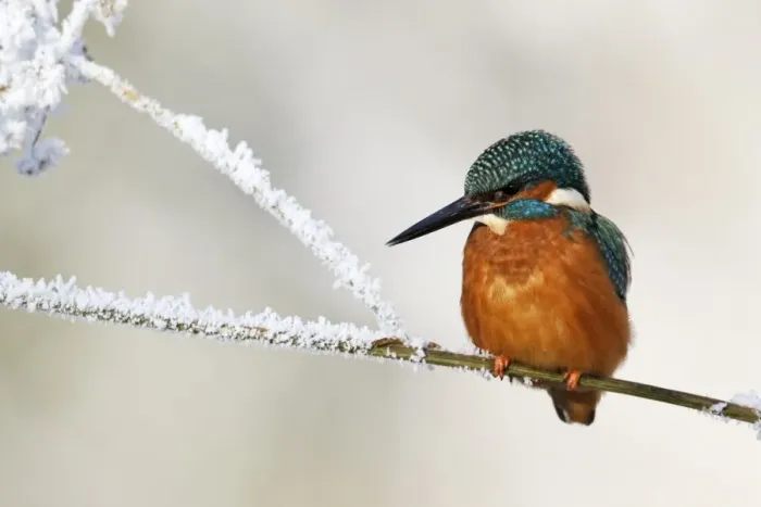 Framed Print : Common Kingfisher (Alcedo atthis) adult, perched on stem in frost, Midlands, England, december Framed Print : Common Kingfisher (Alcedo atthis) adult, perched on stem in frost, Midlands, England, december