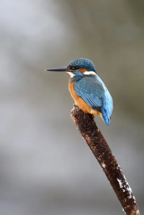 Framed Print : Common Kingfisher (Alcedo atthis) adult, perched on reedmace seedhead in snow, Midlands, England, december Framed Print : Common Kingfisher (Alcedo atthis) adult, perched on reedmace seedhead in snow, Midlands, England, december