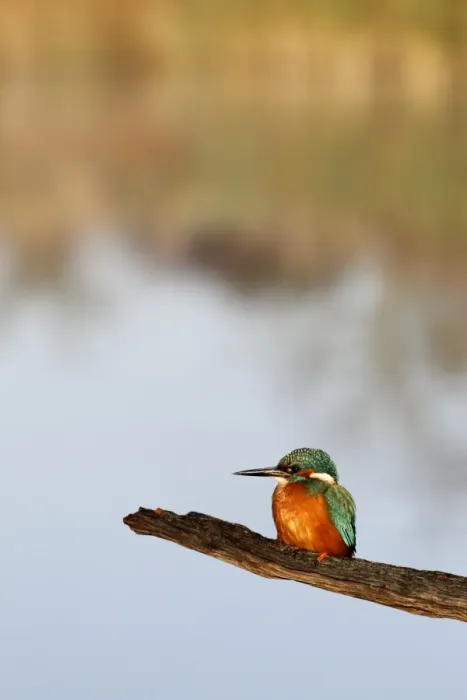 Framed Print : Common Kingfisher (Alcedo atthis) adult, perched on branch over water, Midlands, England, november Framed Print : Common Kingfisher (Alcedo atthis) adult, perched on branch over water, Midlands, England, november