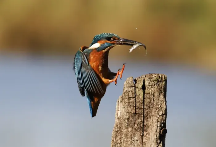 Framed Print : Common Kingfisher (Alcedo atthis) adult, in flight, with fish in beak, landing on post, Midlands, England, november Framed Print : Common Kingfisher (Alcedo atthis) adult, in flight, with fish in beak, landing on post, Midlands, England, november