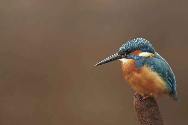 Common Kingfisher (Alcedo atthis) adult, perched on reedmace, Worcestershire, England, october