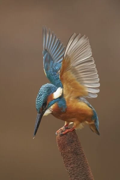 Common Kingfisher (Alcedo atthis) adult, lifting wings in preparation for dive, perched on reedmace, Worcestershire