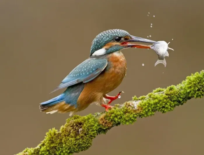 Framed Print : Common Kingfisher (Alcedo atthis) adult, feeding, landing on moss covered branch with fish in beak, Droitwich Framed Print : Common Kingfisher (Alcedo atthis) adult, feeding, landing on moss covered branch with fish in beak, Droitwich