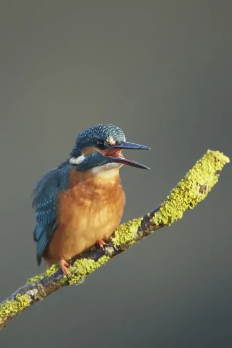 Framed Print : Common Kingfisher (Alcedo atthis) adult, calling, perched on lichen covered twig, Worcestershire, England, November Framed Print : Common Kingfisher (Alcedo atthis) adult, calling, perched on lichen covered twig, Worcestershire, England, November