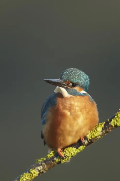 Framed Print : Common Kingfisher (Alcedo atthis) adult, perched on lichen covered twig, Worcestershire, England, November Framed Print : Common Kingfisher (Alcedo atthis) adult, perched on lichen covered twig, Worcestershire, England, November