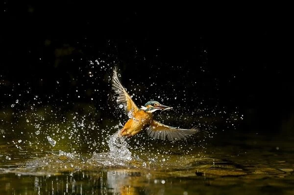 Common Kingfisher (Alcedo atthis) adult female, in flight, emerging from water with fish in beak, River Dove