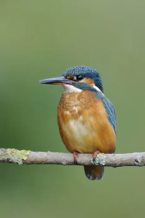 Framed Print : Common Kingfisher (Alcedo atthis) adult female, perched on branch over river, River Dove, Staffordshire, England Framed Print : Common Kingfisher (Alcedo atthis) adult female, perched on branch over river, River Dove, Staffordshire, England