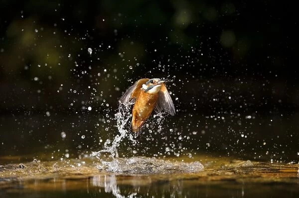 Common Kingfisher (Alcedo atthis) adult female, in flight, emerging from water with fish in beak, River Dove