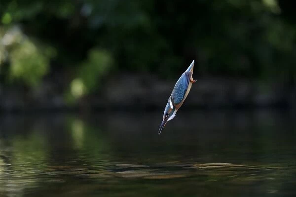 Common Kingfisher (Alcedo atthis) adult female, in flight, diving into water, River Dove, Staffordshire, England