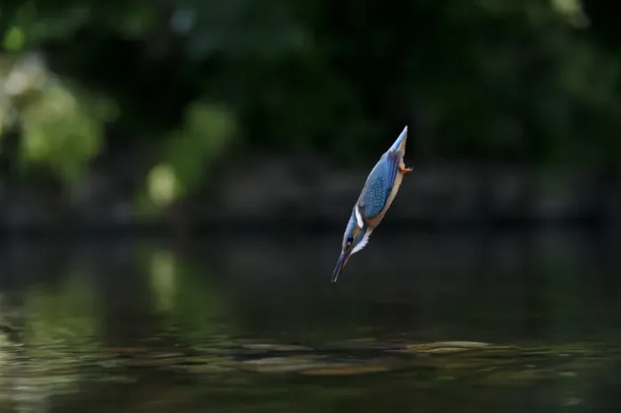 Framed Print : Common Kingfisher (Alcedo atthis) adult female, in flight, diving into water, River Dove, Staffordshire, England