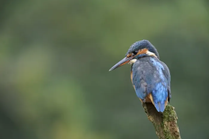 Framed Print : Common Kingfisher (Alcedo atthis) adult female, perched on stump at edge of river, River Dove, Staffordshire, England Framed Print : Common Kingfisher (Alcedo atthis) adult female, perched on stump at edge of river, River Dove, Staffordshire, England