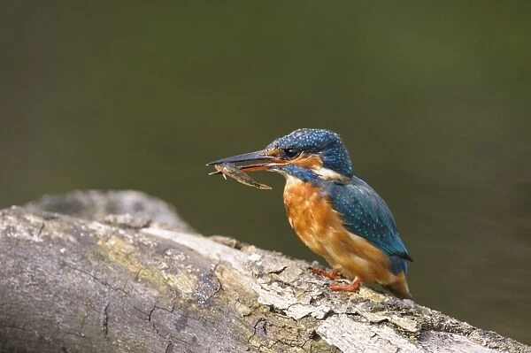 Common Kingfisher (Alcedo atthis) adult female, with fish in beak, perched on branch at edge of river, River Dove