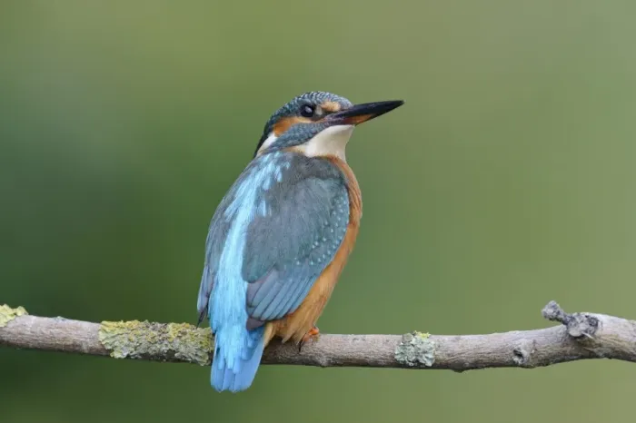Framed Print : Common Kingfisher (Alcedo atthis) adult female, perched on branch over river, River Dove, Staffordshire, England Framed Print : Common Kingfisher (Alcedo atthis) adult female, perched on branch over river, River Dove, Staffordshire, England