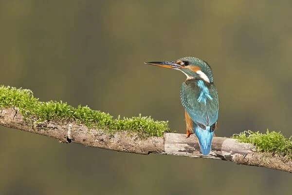 Common Kingfisher (Alcedo atthis) adult female, perched on mossy branch, Suffolk, England, May