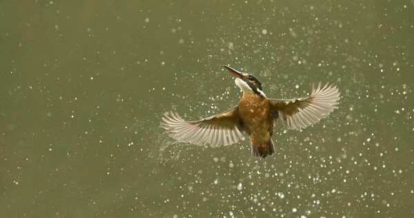 Common Kingfisher (Alcedo atthis) adult female, in flight, emerging from water after unsuccessful dive, England, May