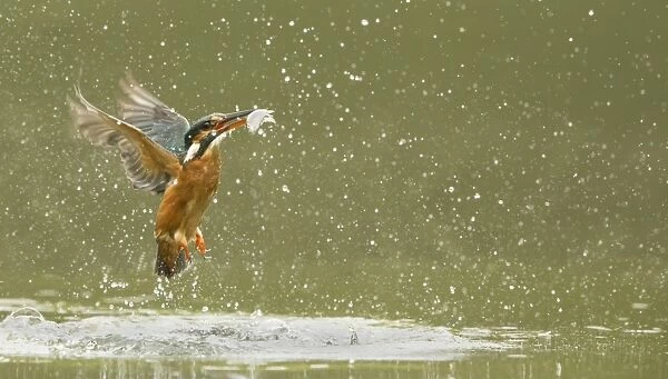 Common Kingfisher (Alcedo atthis) adult female, in flight, emerging from water with fish in beak after dive, England