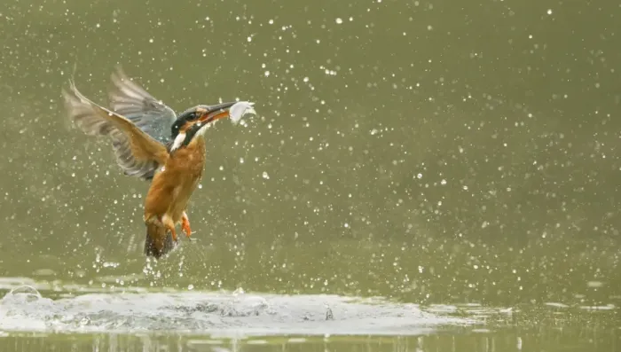 Framed Print : Common Kingfisher (Alcedo atthis) adult female, in flight, emerging from water with fish in beak after dive, England Framed Print : Common Kingfisher (Alcedo atthis) adult female, in flight, emerging from water with fish in beak after dive, England