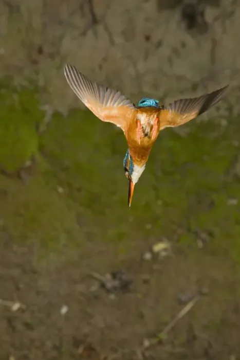 Framed Print : Common Kingfisher (Alcedo atthis) adult female, in flight, diving, Suffolk, England, may Framed Print : Common Kingfisher (Alcedo atthis) adult female, in flight, diving, Suffolk, England, may