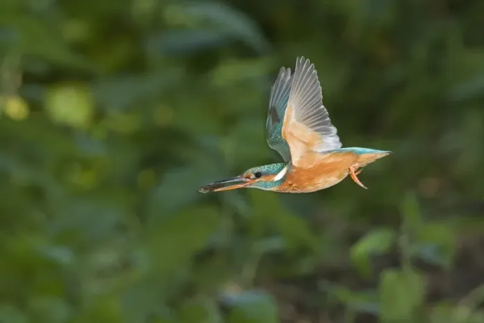 Framed Print : Common Kingfisher (Alcedo atthis) adult female, in flight, with Three-spined Stickleback (Gasterosteus aculeatus) prey in beak, Suffolk, England, may Framed Print : Common Kingfisher (Alcedo atthis) adult female, in flight, with Three-spined Stickleback (Gasterosteus aculeatus) prey in beak, Suffolk, England, may
