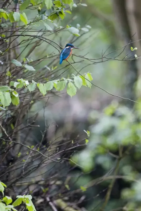 Framed Print : Common Kingfisher (Alcedo atthis) adult female, perched on Common Hazel (Corylus avellana) twig, Suffolk, England, may