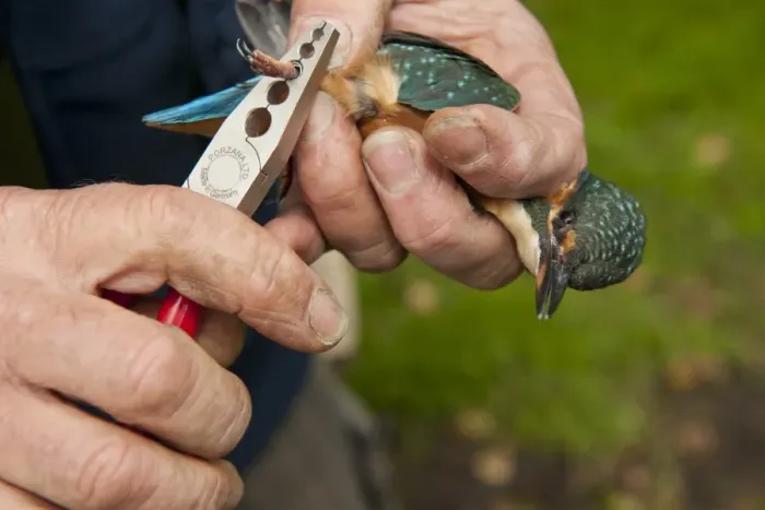 Framed Print : Common Kingfisher (Alcedo atthis) adult female, being ringed by bird ringer, Norfolk, England, August