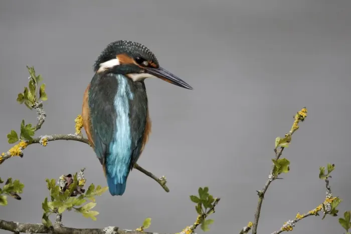 Framed Print : Common Kingfisher (Alcedo atthis) adult female, perched on twig, Warwickshire, England, August Framed Print : Common Kingfisher (Alcedo atthis) adult female, perched on twig, Warwickshire, England, August