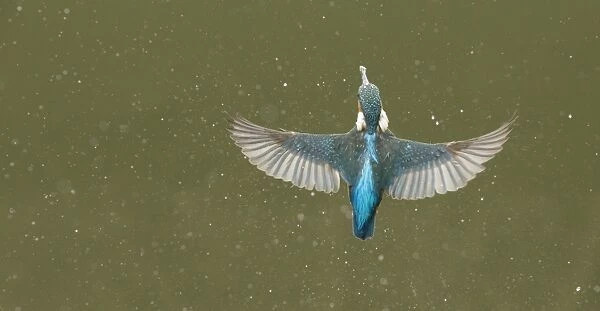 Common Kingfisher (Alcedo atthis) adult, in flight, emerging from water after dive, England, May
