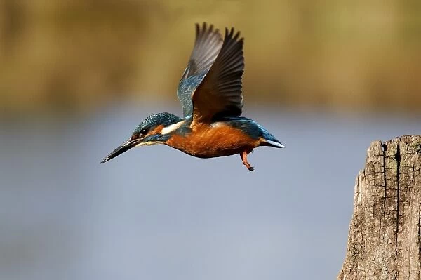Common Kingfisher (Alcedo atthis) adult, in flight, taking off from post, Midlands, England, november
