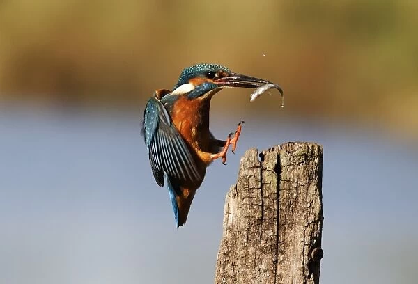 Common Kingfisher (Alcedo atthis) adult, in flight, with fish in beak, landing on post, Midlands, England, november