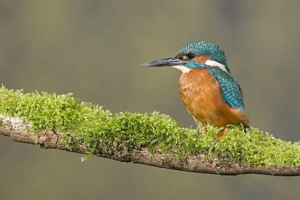 Common Kingfisher (Alcedo atthis) adult male, with mud on beak from digging nest tunnel, perched on mossy branch