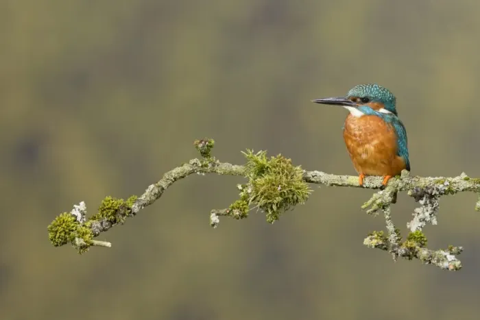 Framed Print : Common Kingfisher (Alcedo atthis) adult male, perched on mossy twig, Suffolk, England, May Framed Print : Common Kingfisher (Alcedo atthis) adult male, perched on mossy twig, Suffolk, England, May