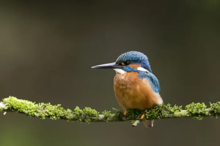 Framed Print : Common Kingfisher (Alcedo atthis) adult male, perched on mossy twig, Suffolk, England, May Framed Print : Common Kingfisher (Alcedo atthis) adult male, perched on mossy twig, Suffolk, England, May