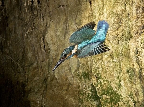 Common Kingfisher (Alcedo atthis) adult male, in flight, with fish scales on beak, leaving nesthole in bank, Sussex