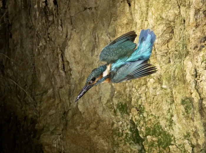 Framed Print : Common Kingfisher (Alcedo atthis) adult male, in flight, with fish scales on beak, leaving nesthole in bank, Sussex Framed Print : Common Kingfisher (Alcedo atthis) adult male, in flight, with fish scales on beak, leaving nesthole in bank, Sussex