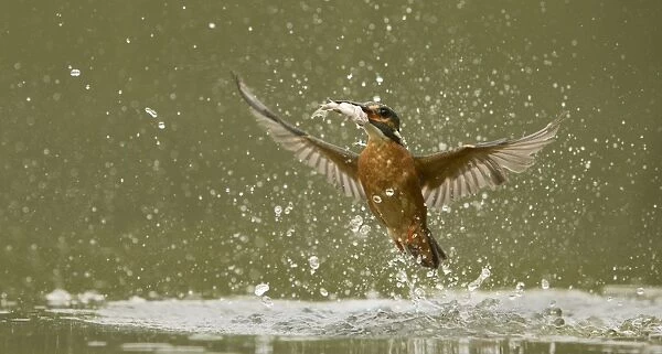 Common Kingfisher (Alcedo atthis) adult male, in flight, emerging from water with fish in beak after dive, England, May