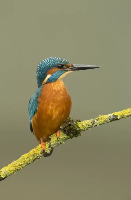 Framed Print : Common Kingfisher (Alcedo atthis) adult male, perched on lichen cover twig, Worcestershire, England, October Framed Print : Common Kingfisher (Alcedo atthis) adult male, perched on lichen cover twig, Worcestershire, England, October