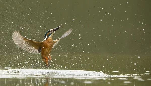 Common Kingfisher (Alcedo atthis) adult male, in flight, emerging from water after unsuccessful dive, England, May