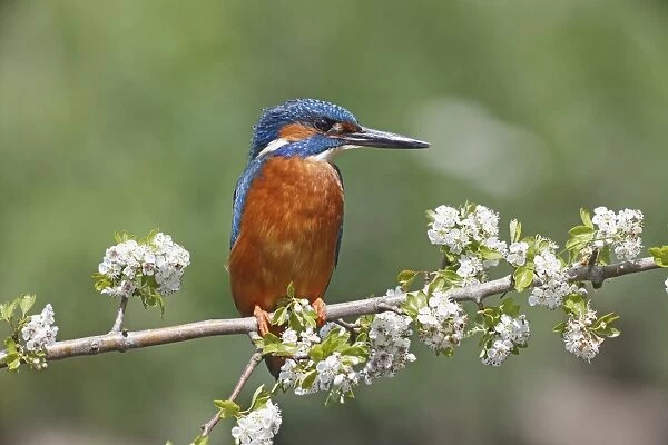 Common Kingfisher (Alcedo atthis) adult male, perched on branch with blossom, Warwickshire, England, May