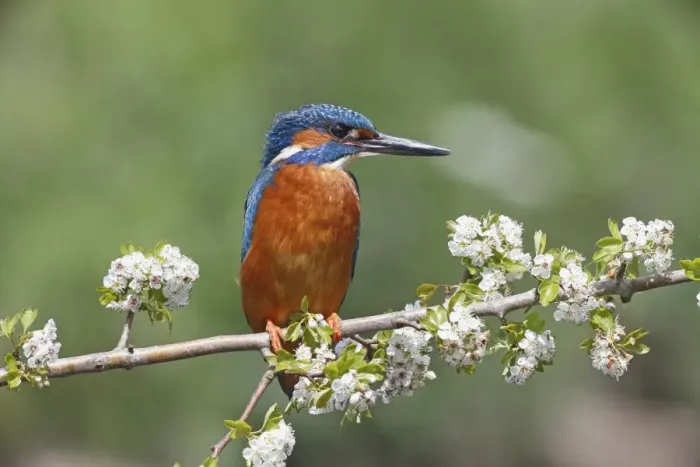 Framed Print : Common Kingfisher (Alcedo atthis) adult male, perched on branch with blossom, Warwickshire, England, May Framed Print : Common Kingfisher (Alcedo atthis) adult male, perched on branch with blossom, Warwickshire, England, May