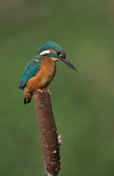 Common Kingfisher (Alcedo atthis) adult male, perched on reedmace seedhead, Worcestershire, England, March