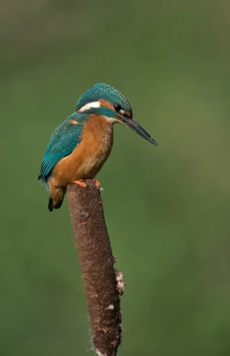 Framed Print : Common Kingfisher (Alcedo atthis) adult male, perched on reedmace seedhead, Worcestershire, England, March Framed Print : Common Kingfisher (Alcedo atthis) adult male, perched on reedmace seedhead, Worcestershire, England, March