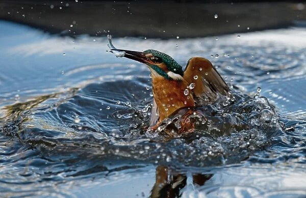 Common Kingfisher (Alcedo atthis) adult male, in flight, emerging from water with fish in beak after dive