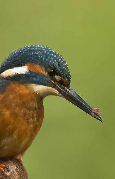 Common Kingfisher (Alcedo atthis) adult male, close-up of head and breast, with mud on beak from digging nest tunnel