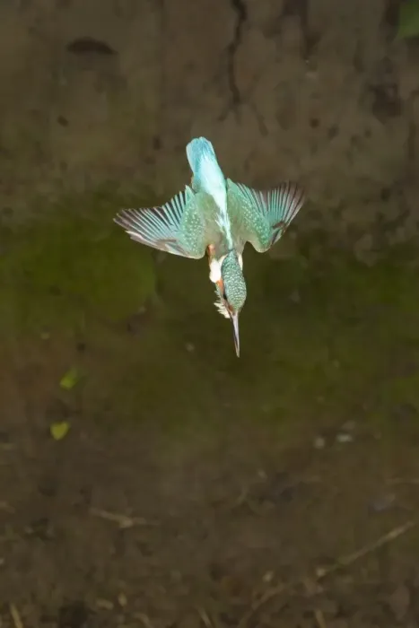 Framed Print : Common Kingfisher (Alcedo atthis) adult male, in flight, diving, Suffolk, England, may