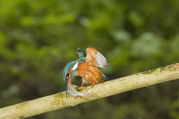 Framed Print : Common Kingfisher (Alcedo atthis) adult male, feeding hitting Rudd (Scardinius erythropthalamus) prey on branch, Suffolk, England, may Framed Print : Common Kingfisher (Alcedo atthis) adult male, feeding hitting Rudd (Scardinius erythropthalamus) prey on branch, Suffolk, England, may