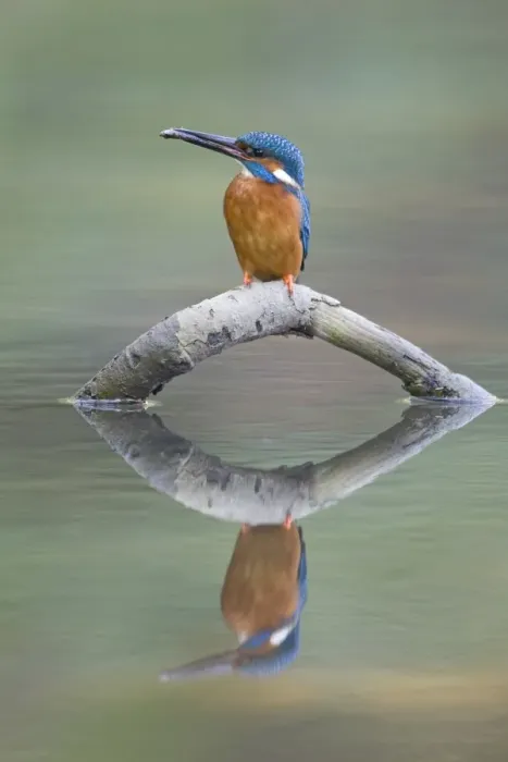 Framed Print : Common Kingfisher (Alcedo atthis) adult male, feeding, with Nine-spined Stickleback (Pungitius pungitius) prey in beak, perched on fallen branch with reflection, Suffolk, England, may Framed Print : Common Kingfisher (Alcedo atthis) adult male, feeding, with Nine-spined Stickleback (Pungitius pungitius) prey in beak, perched on fallen branch with reflection, Suffolk, England, may